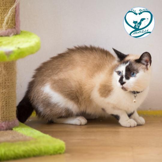 ¿Cómo introducir un gato nuevo en casa?