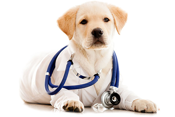 diferencia entre castrar y esterilizar Veterinaria arakela aravaca