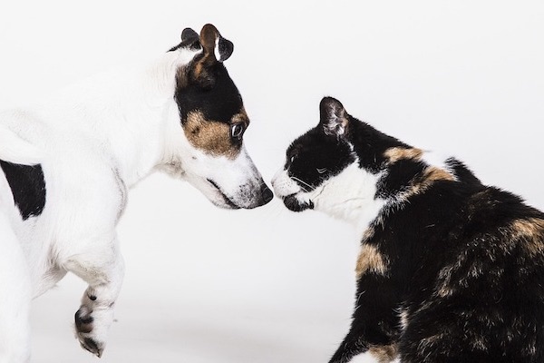un perro y un gato mirándose, revisiones más frecuentes cuando nuestras mascotas se hacen mayores
