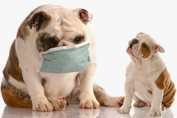 dos perros con mascarilla. Qué hacer contra la gripe perruna, tos de las perreras