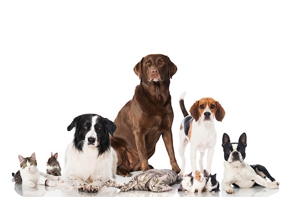 varios animales. Es obligatorio identificar a nuestros animales con un chip