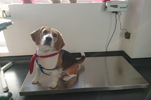 perro pequeño en una báscula. ¿Cuál es el peso ideal de mi mascota?