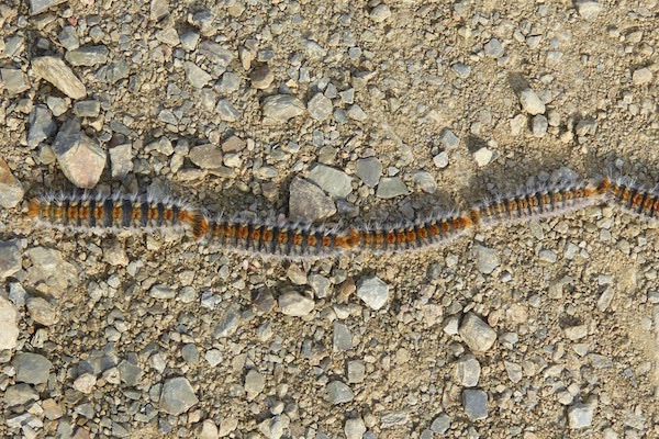 oruga procesionaria, hay que tener cuidado con la llegada del buen tiempo