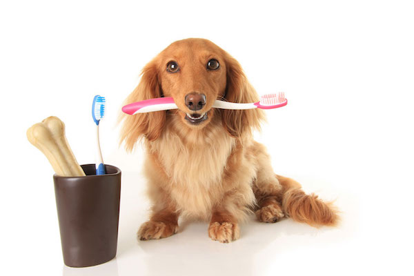 Centro veterinario arakela higiene bucodental