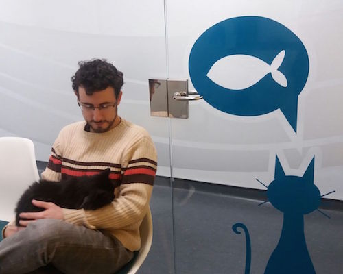 Tyrion, un gato común europeo