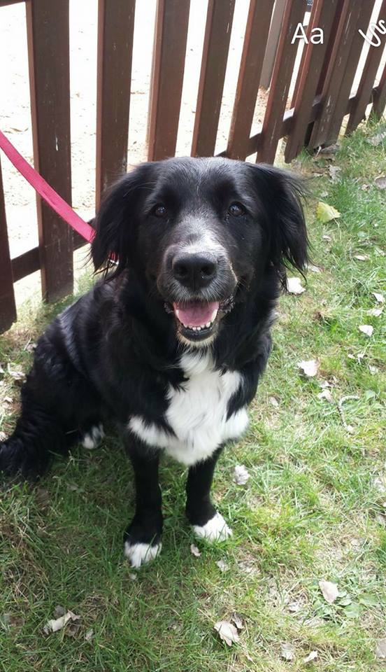 Abby, una perra mestiza