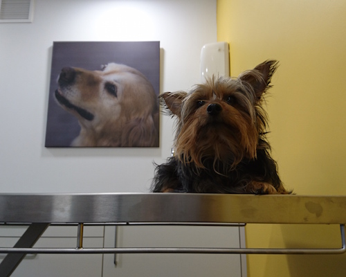 Mika, un yorkshire precioso